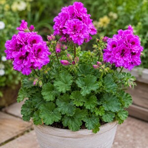 May include: A potted geranium plant featuring three large clusters of vibrant magenta, ruffled flowers with dark centers. The plant has numerous green, scalloped leaves and several unopened buds, all contained within a light-colored, weathered pot.