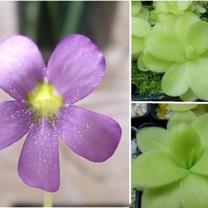 May include: A close-up of a purple flower with five petals and a yellow center. The flower has a delicate appearance with small white details. Two images of light green plants with rounded leaves are also shown.