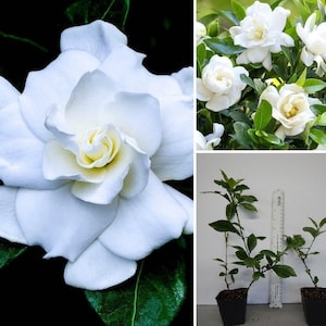 VETCHII-Gardenia Jasminoides Plant- Intensely Fragrant Double White Flowers