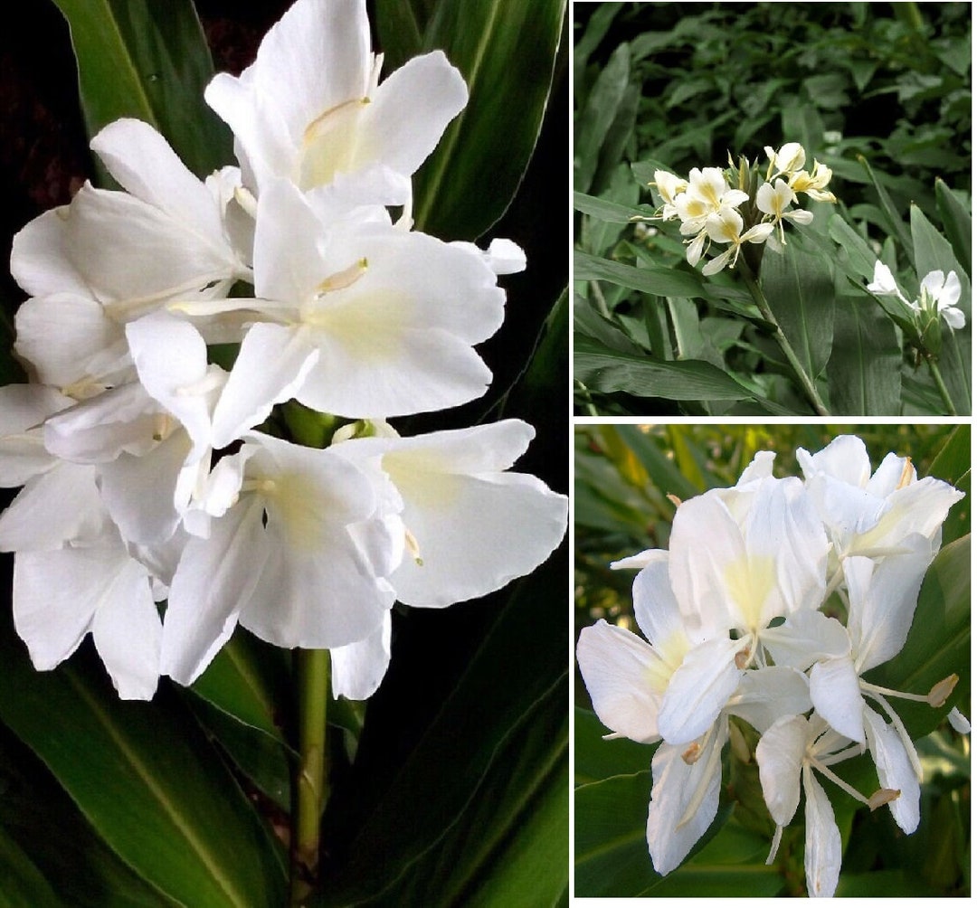 1 White Butterfly Ginger Lily Plant No Pot Very Fragrant Hummingbirds