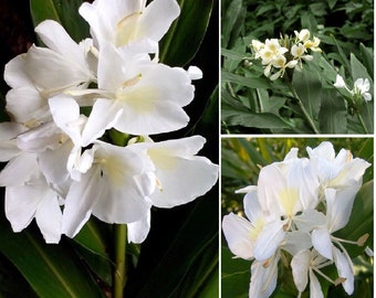 1 White Butterfly Ginger Lily Plant - No Pot Very Fragrant - Hummingbirds