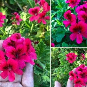RARE Hot Magenta Pink Hardy Pelargonium Geranium 3 X 6&quot; Live plant cuttings