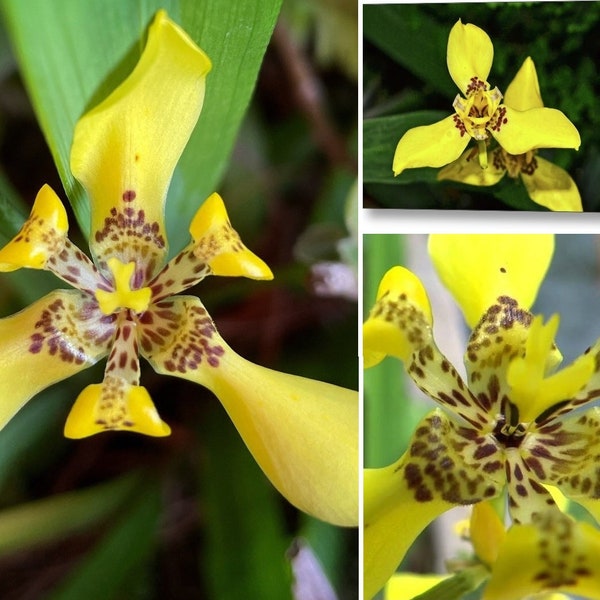 Yellow Walking Iris Plant - 6 Plantlets - Neomarica longifolia – Apostle Iris