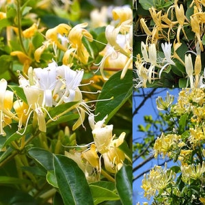 1 Lonicera - Honeysuckle - Starter Plant - Approx 7-10 Inch