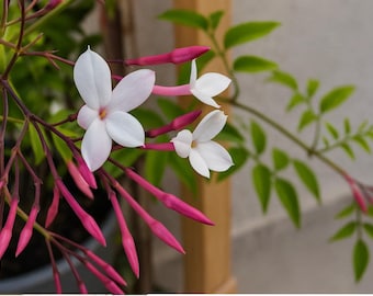 Live Jasmine Plant in 2” Pot – Fragrant Starter Plant for Garden or Indoors