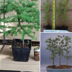 3 Japanese Larch (Larix kaempferi) -  5 - 10 Inches Tall