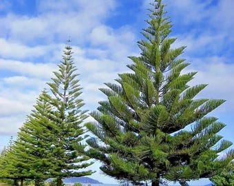 5 Seeds Norfolk Island Pine Seeds, (Araucaria heterophylla) Christmas Tree