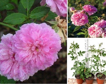 Climbing Rose "Caldwell Pink" Live Plant 12” Tall With Heathly Roots And Buds