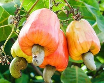Cashew Tree Seeds for Planting 6 Seeds - Anacardium occidentale