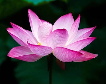 Sacred Lotus Flower Seeds – Nelumbo Nucifera | Edible Aquatic Water Lily Plant - 5 Seeds