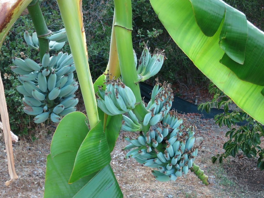 Musaice CREAM BLUE JAVA Live Banana Treehealthy Well Rooted Starter