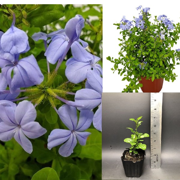Plumbago ‘Imperial Blue’ Live Starter Plant - Bright Sapphire Blue Flowers