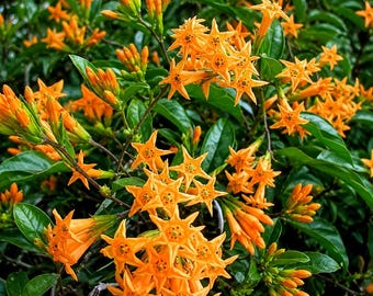 1 *Orange Zest**Flowering Jasmine Plant - Cestrum Aurantiacum*Attracts Butterflies