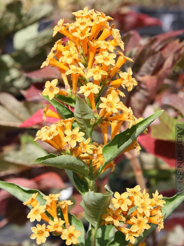 1 *orange Zest**flowering Jasmine Plant - Cestrum Aurantiacum