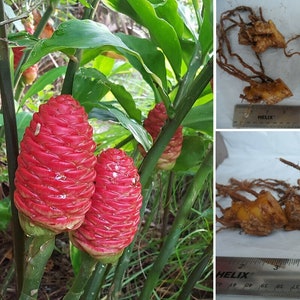 May include: Close-up of red ginger flowers growing on a plant. The flowers are cone-shaped and have a textured surface. The plant has green leaves and is growing in a garden setting. The image also shows the roots of the ginger plant.