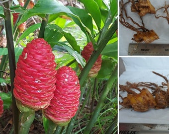 4 Shampoo Ginger Rhizomes, Zingiber Zerumbet, Pine Cone