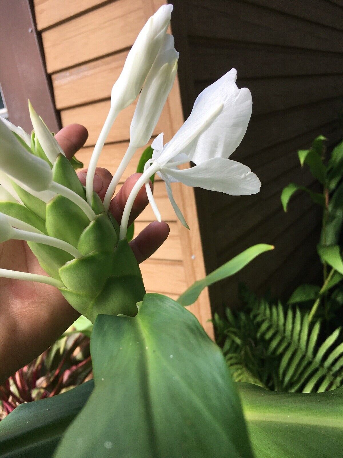 1 White Butterfly Ginger Lily Plant No Pot Very Fragrant Hummingbirds