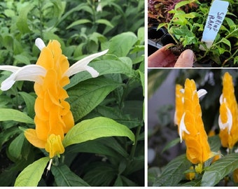 Pachystachys lutea - Yellow/Golden Shrimp STARTER Plant rooted 2 to 3in tall