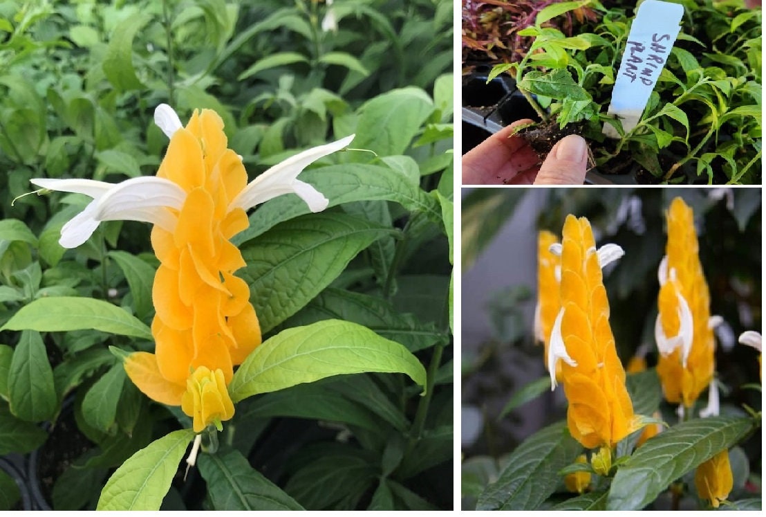 Pachystachys Lutea - Yellow/golden Shrimp STARTER Plant Rooted 2 to 3in  Tall - Etsy