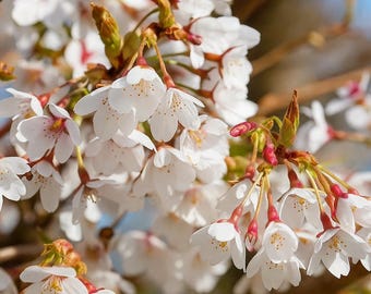 Weeping Yoshino Cherry Tree – Live 6-12in Plant in 2.5in Pot for Garden