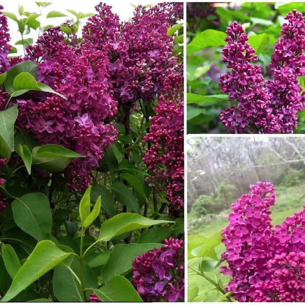 Lost of 3 Live French Lilac Plants "Monge"