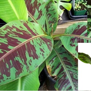 Musa - &#39;Zebrina&#39; - Live Banana Plant