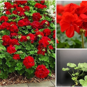 May include: A close-up of a red geranium plant with vibrant red flowers. The plant is in a pot and has green leaves. The plant is in a garden setting with brown mulch.