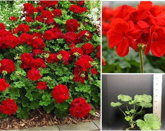 Crimson Red Geranium Plant, 'Patriot Bright Red'