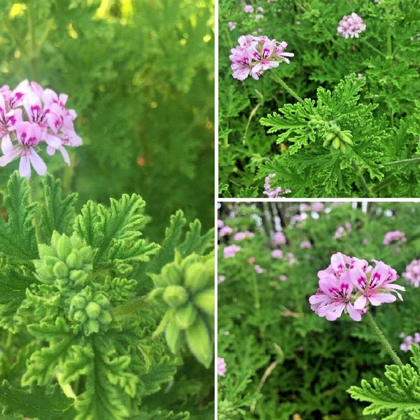 Pelargonium Citronella Lemon Scented Geranium Pink FLOWERS 3 PLANT CUTTINGS