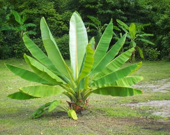 10 Ensete Superbum Seeds Tropical Cliff Banana Exotic Plant Seeds
