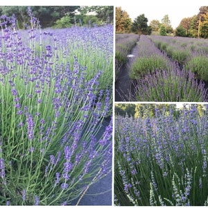 Puede incluir: Un campo de flores de lavanda en plena floración. Las flores son de un color morado vibrante y crecen en filas. El campo está rodeado de árboles.