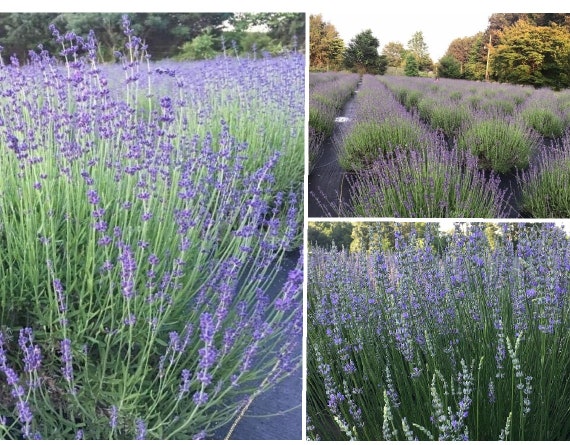 Lavender Live Plants, Spa Plants, Aromatic Herb, Well Rooted Plugs