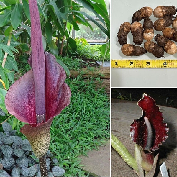 Large Sauromatum Giganteum Typhonium Giant Voodoo Lily Arum Amorphophallus Bulbs