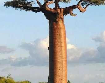 5 Grandidier's Baobab Seeds, Giant Baobab