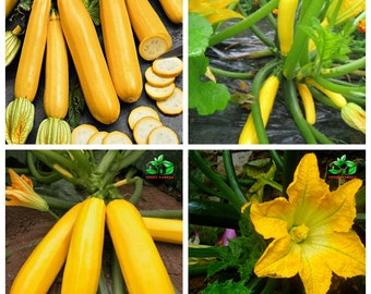 2 Early Prolific Straightneck Squash Plants Live Organic 4 inches potted plant