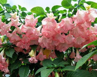 Pink Angel Trumpet Live Plant – Rooted Potted Flowering Plant for Garden & Home