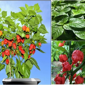 May include: A vibrant image showcases a chili pepper plant with lush green leaves and a profusion of ripe, red peppers. Some peppers are still green or transitioning to orange. The plant is in a dark pot against a clear blue sky.