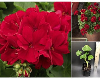 Calliope Dark Red Geranium Live Plant
