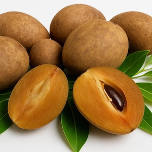 Sapodilla Tree Seeds – Manilkara Zapota “Brown Sugar Fruit” | Tropical Chicle Plant - 5 Seeds