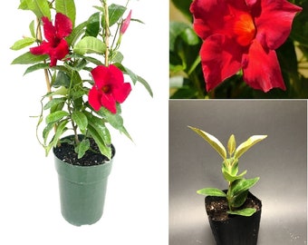 Red MANDEVILLA Starter well Rooted Live Plant 5 To 7" Tall