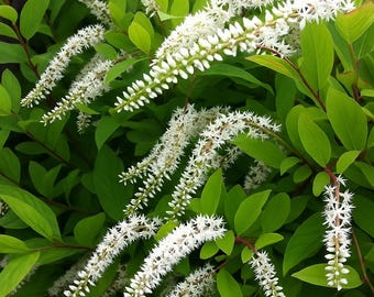 Henry's Garnet Itea Virginica – 4 Inch Sweetspire Live Plant for Garden Landscaping