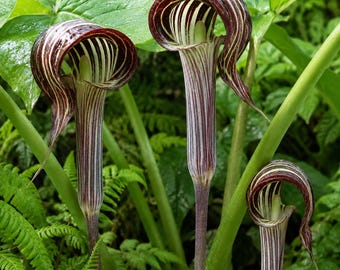 Jack-in-the-Pulpit Bulbs – 5 Arisaema Triphyllum Indian Turnip Flowering Plant Bulbs