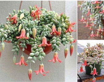 Cotyledon Pendens succulent