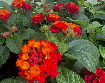 plants of the devil Red Devil - Extra-large Echinodorus (Sword Plant) 5cm pot
