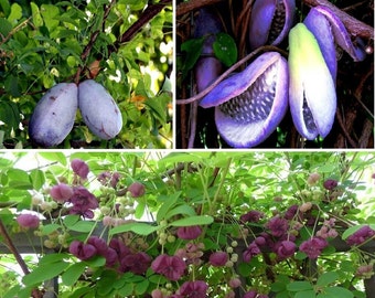 Akebia Quinata - Chocolate Vine -Plant - Approx 8-12 Inch - Cutback