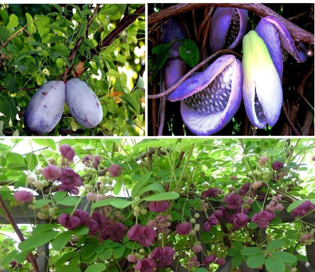 AKEBIA
