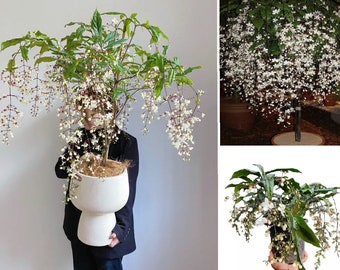 1 Clerodendrum Wallichii - Bridal Veil - Starter Plant - Stunning White Blooms