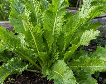 Horseradish Root Crowns – 2 Live Plants for Growing Fresh Garden Horseradish