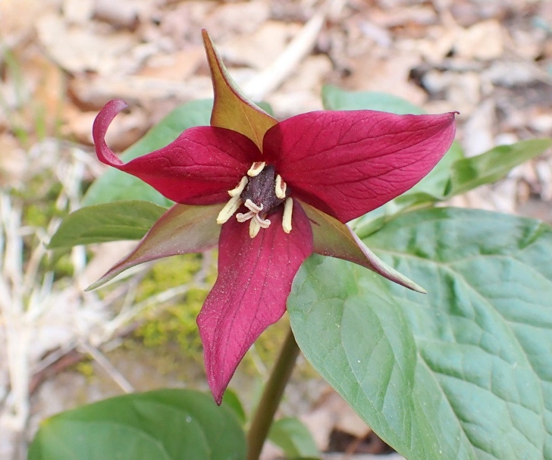 5 Purple Trillium Plant Trillium Erectum Bulbs Bare Root Wildflower ...