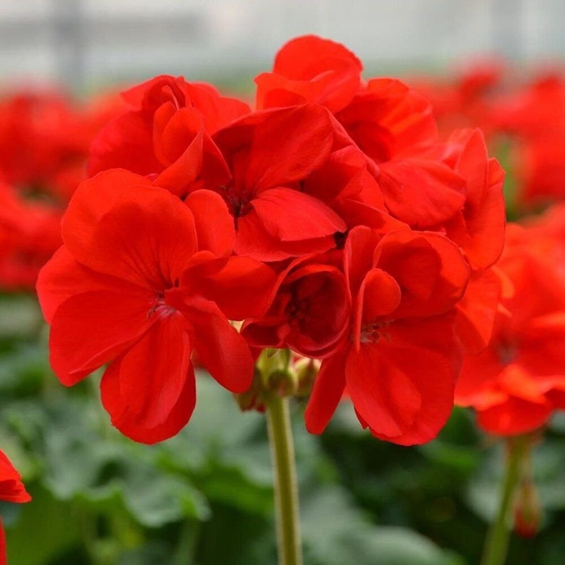 Crimson Red Geranium Plant, 'patriot Bright Red' - Etsy